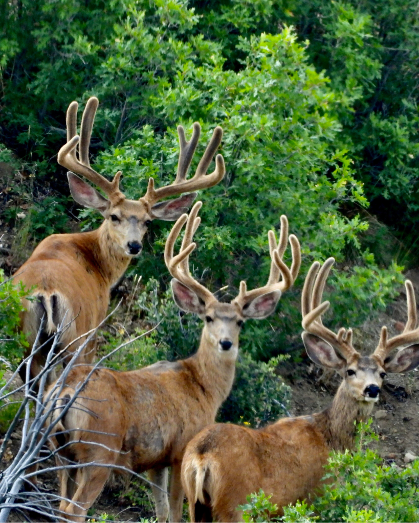 Book Cliffs Roadless Wildlife Management Area Protects Hunting and Wildlife