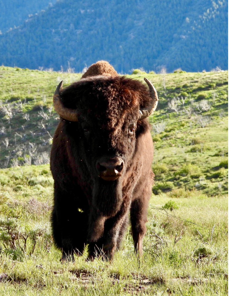 Utah Book Cliffs Land Purchase Benefits Schools, Hunters and Wildlife